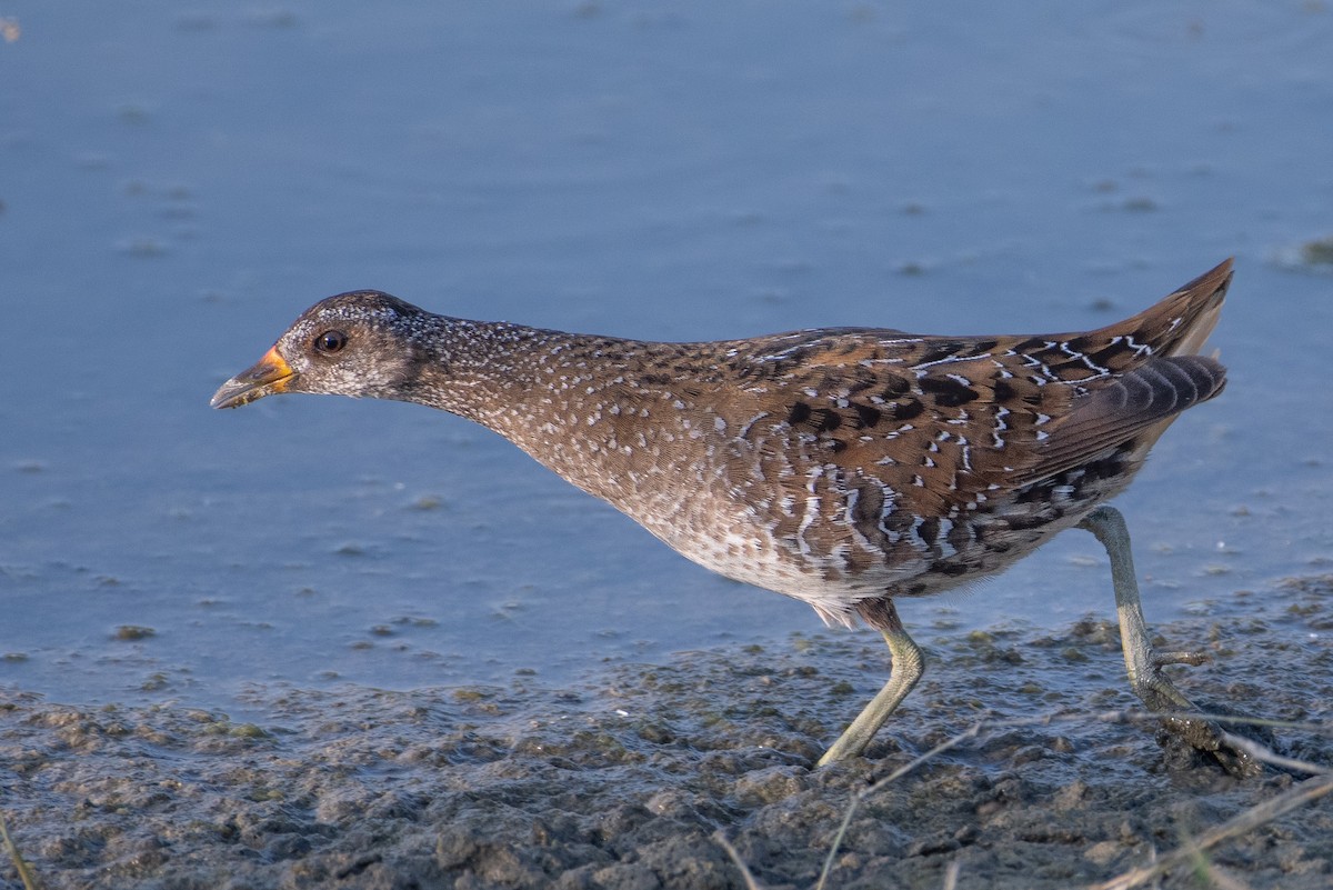 Spotted Crake - ML643240094