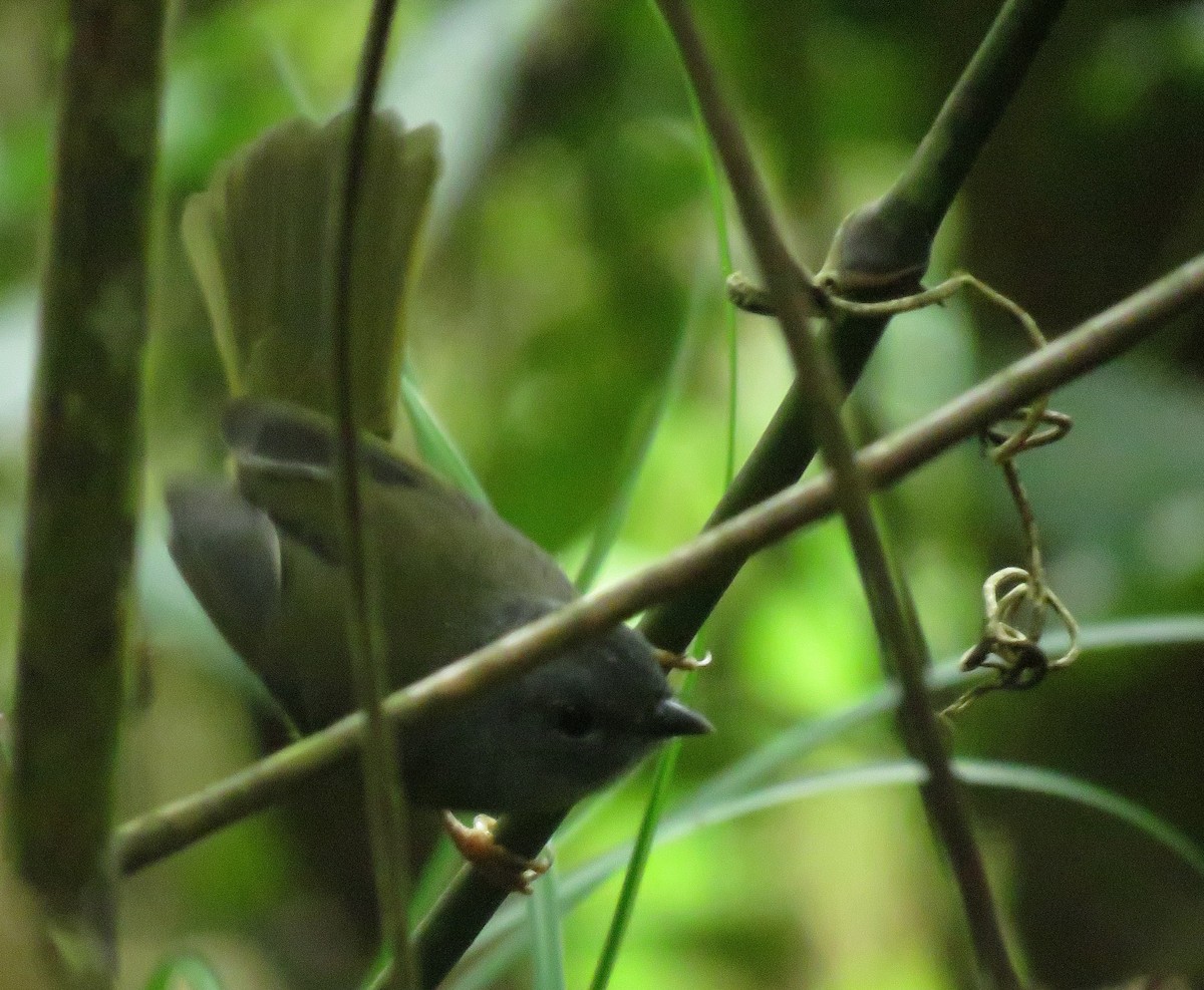 Gray-throated Warbler - ML643240109