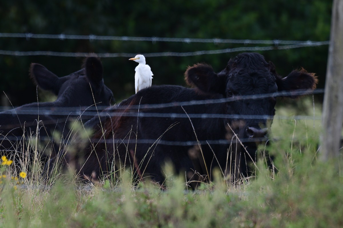 Western Cattle-Egret - ML643240123