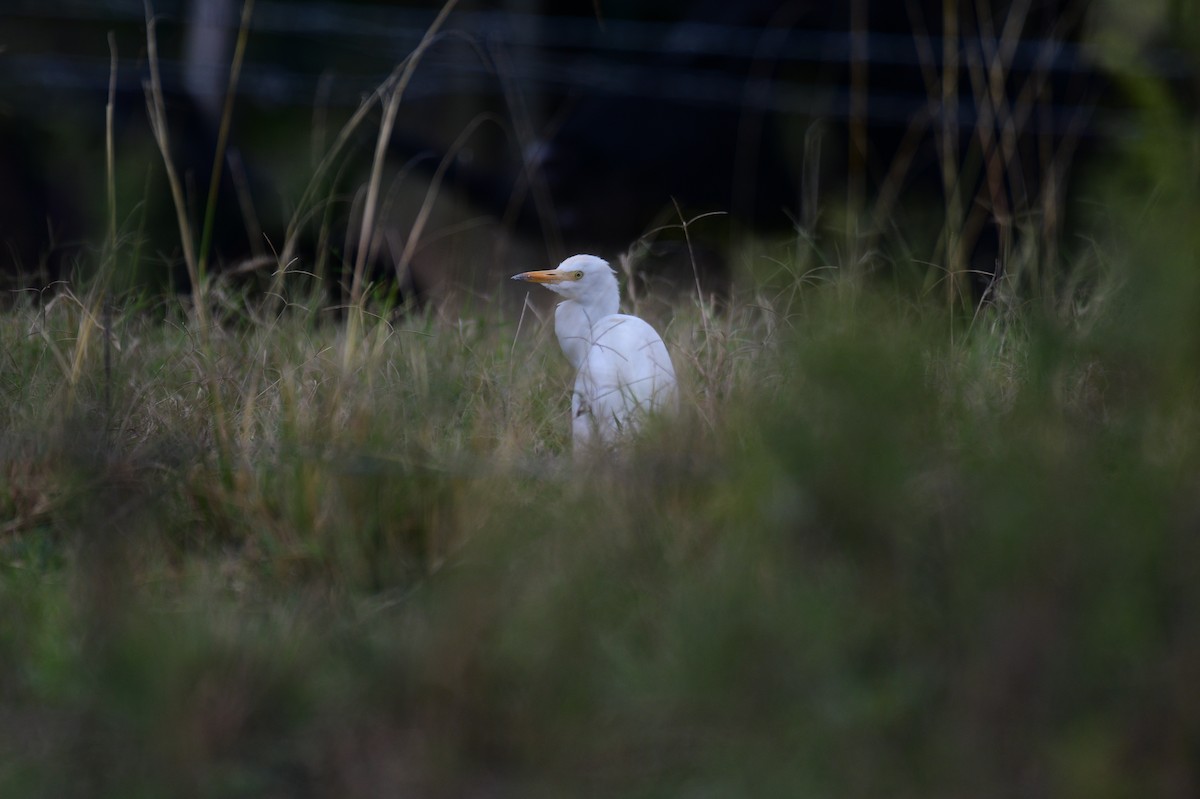 Western Cattle-Egret - ML643240135