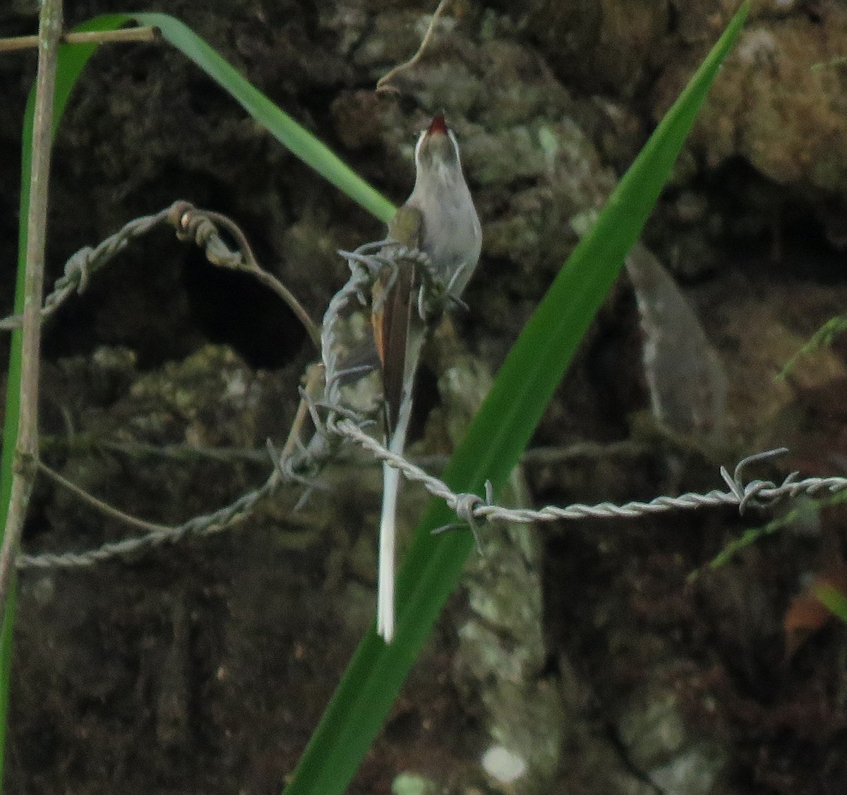 Sooty-capped Hermit - ML643240137