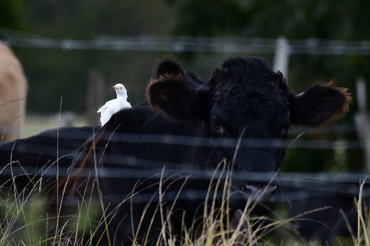 Western Cattle-Egret - ML643240144