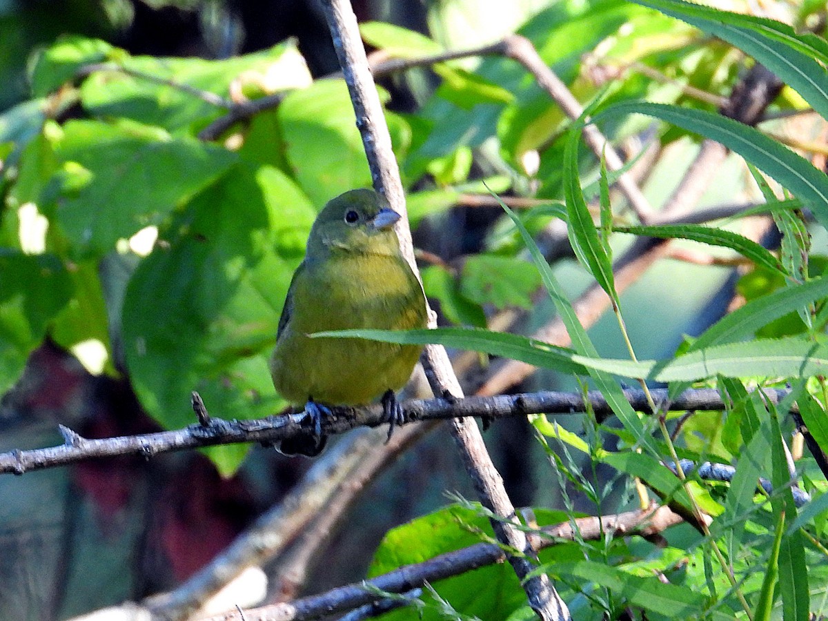 Painted Bunting - ML643240148
