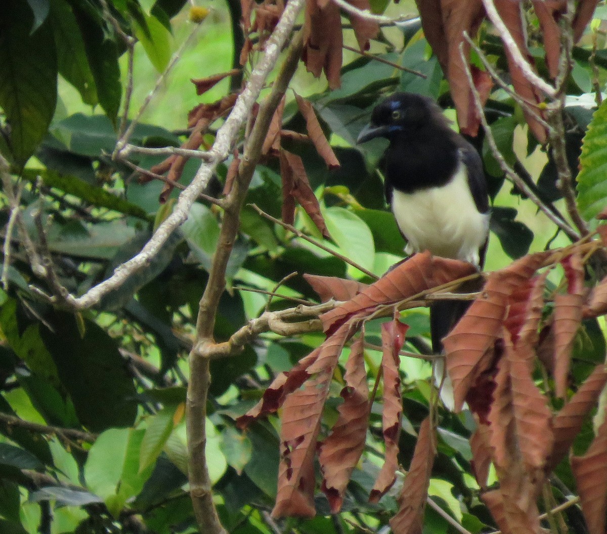 Black-chested Jay - ML643240183