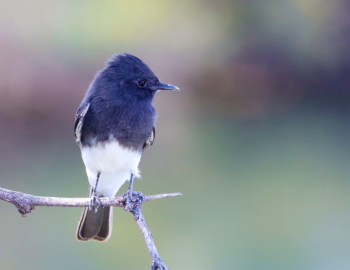 Black Phoebe - ML643240191