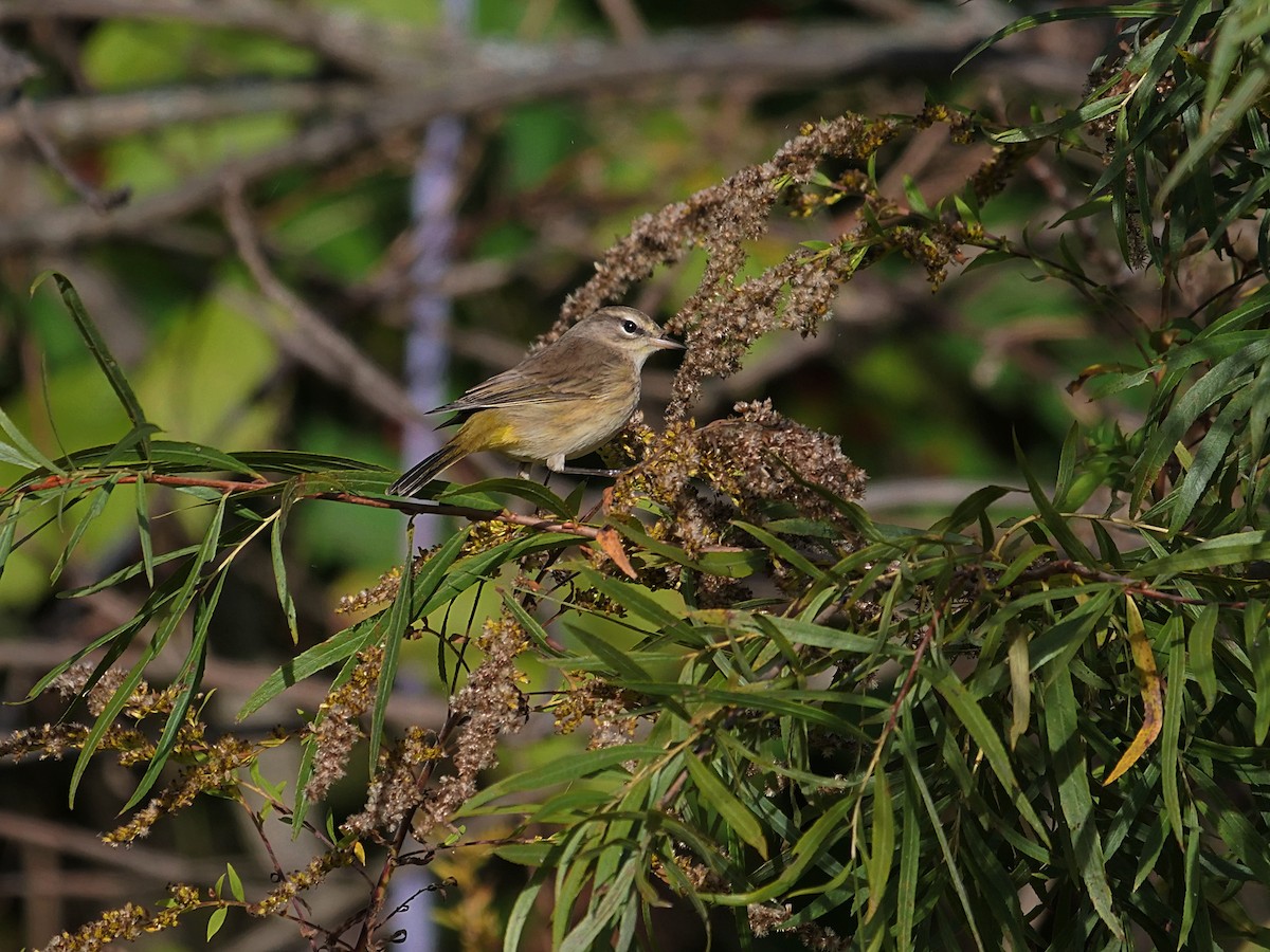 Palm Warbler - ML643240196