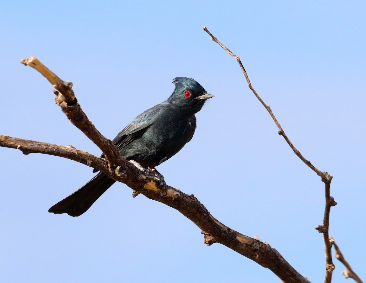 Phainopepla - ML643240209