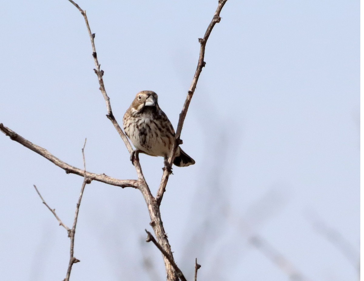 Lark Bunting - ML643240228