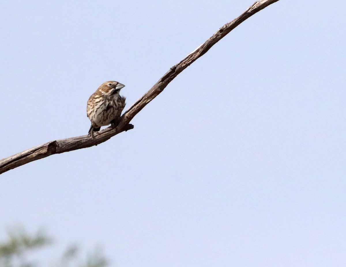 Lark Bunting - ML643240229
