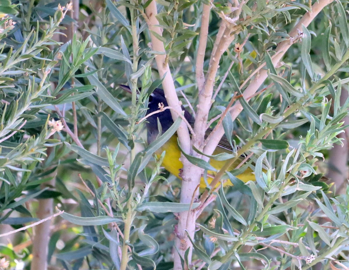 MacGillivray's Warbler - ML643240232