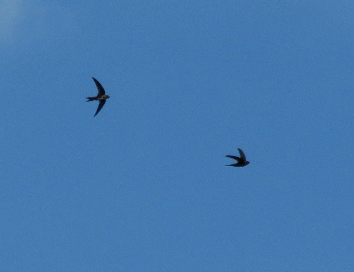 Pygmy Palm Swift - ML643240235