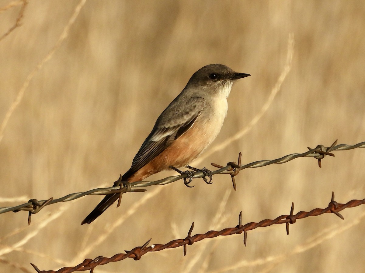 Say's Phoebe - ML643240238