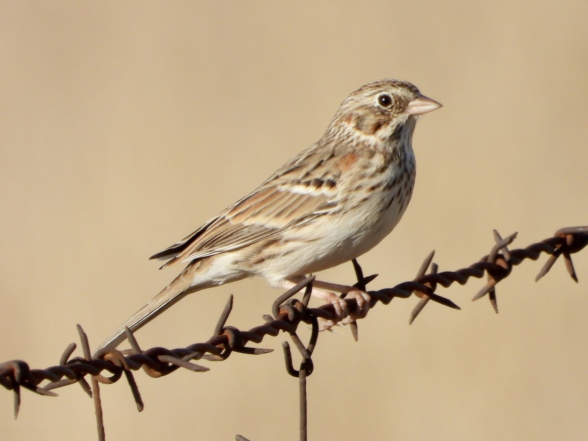 Vesper Sparrow - ML643240242