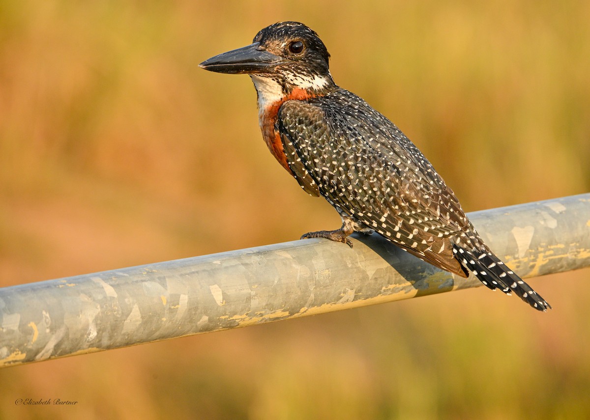 Giant Kingfisher - ML643240256