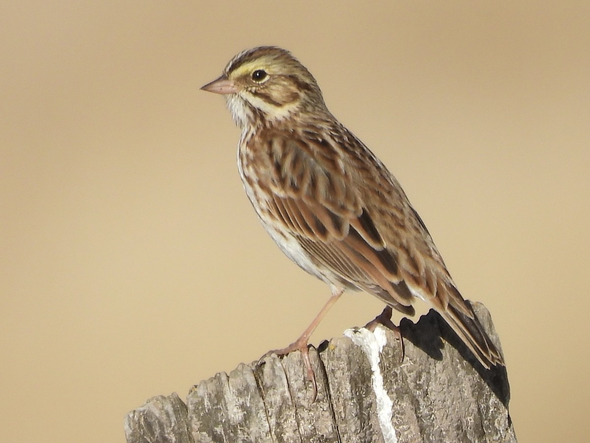 Savannah Sparrow - ML643240260