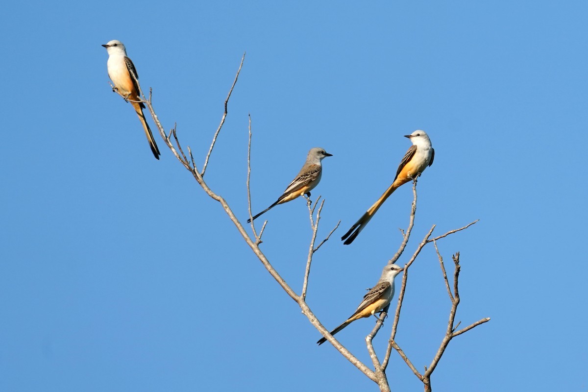 Scissor-tailed Flycatcher - ML643240267