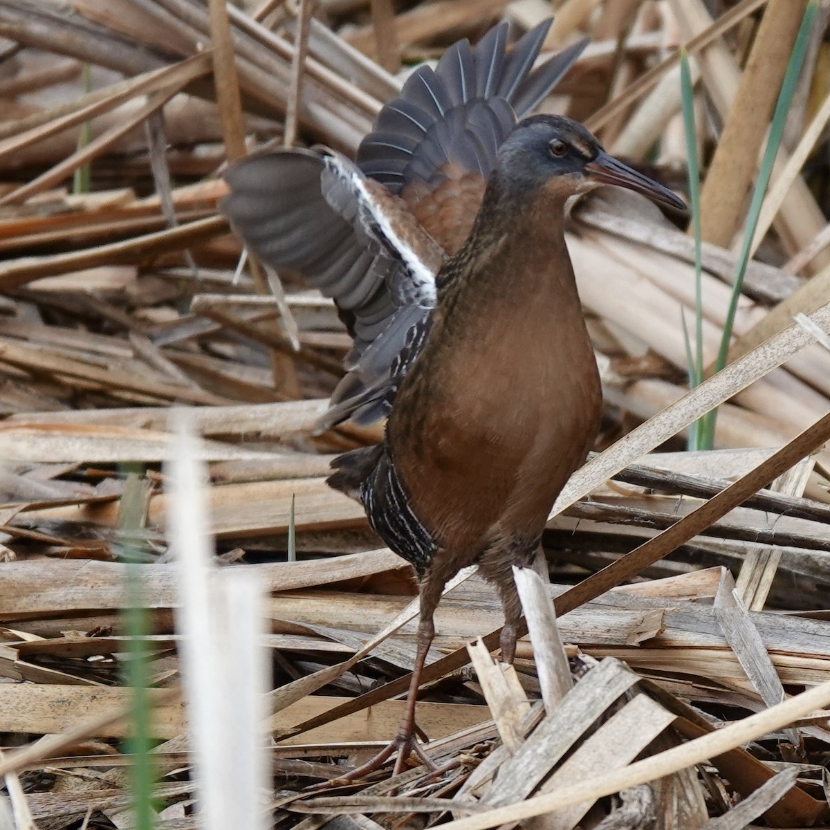 Virginia Rail - ML643240273