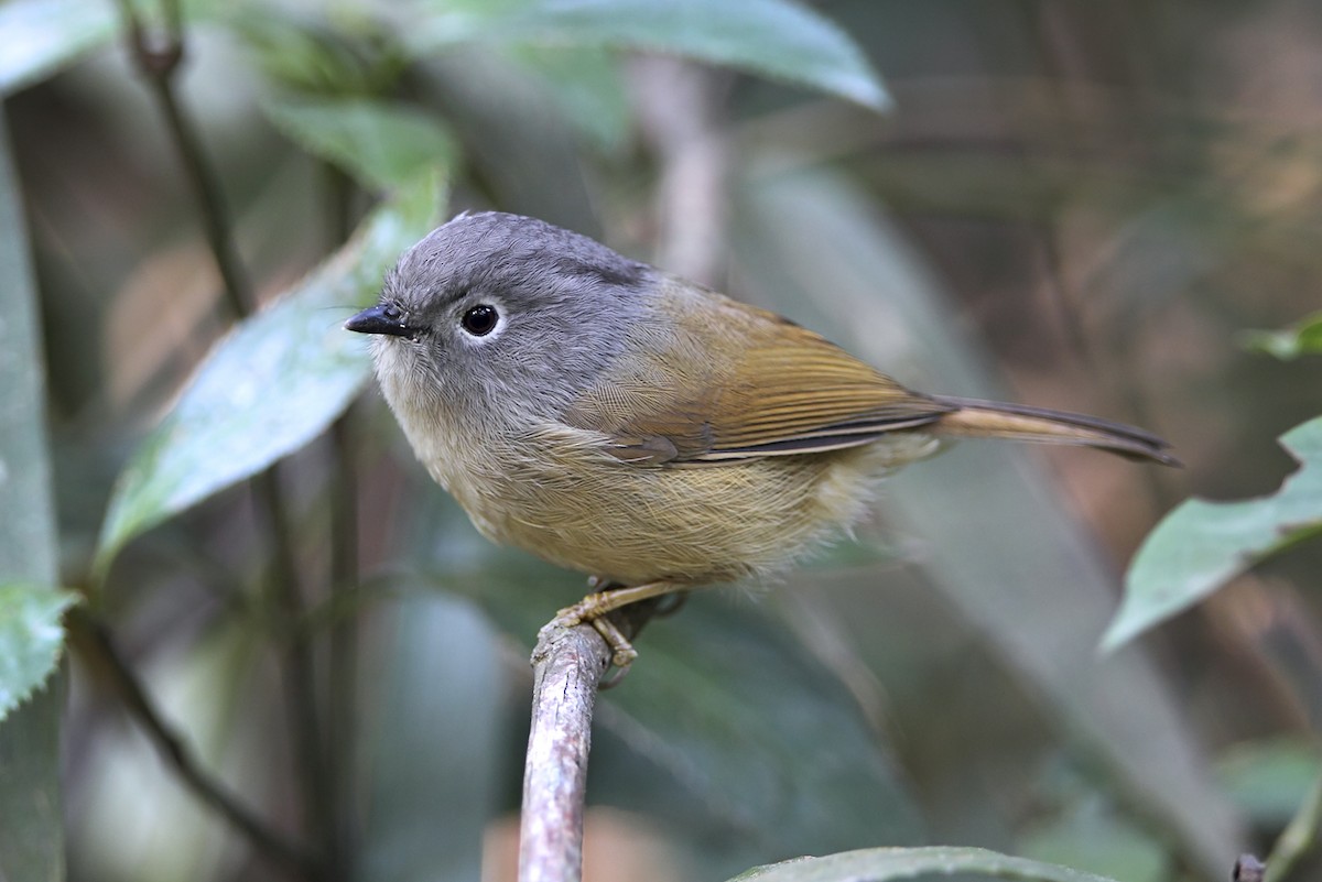 Huet's Fulvetta - ML643240274