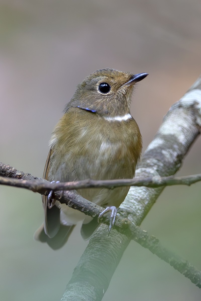 Davidblauschnäpper - ML643240277