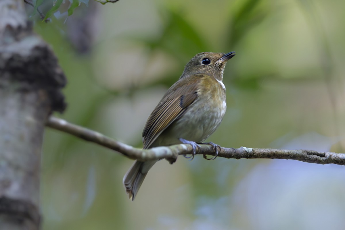 Davidblauschnäpper - ML643240278