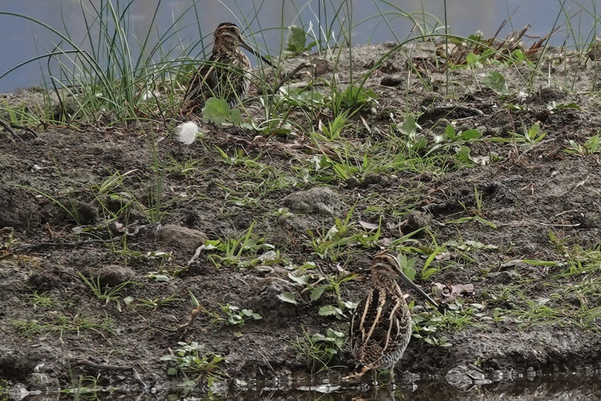 Wilson's Snipe - ML643240281
