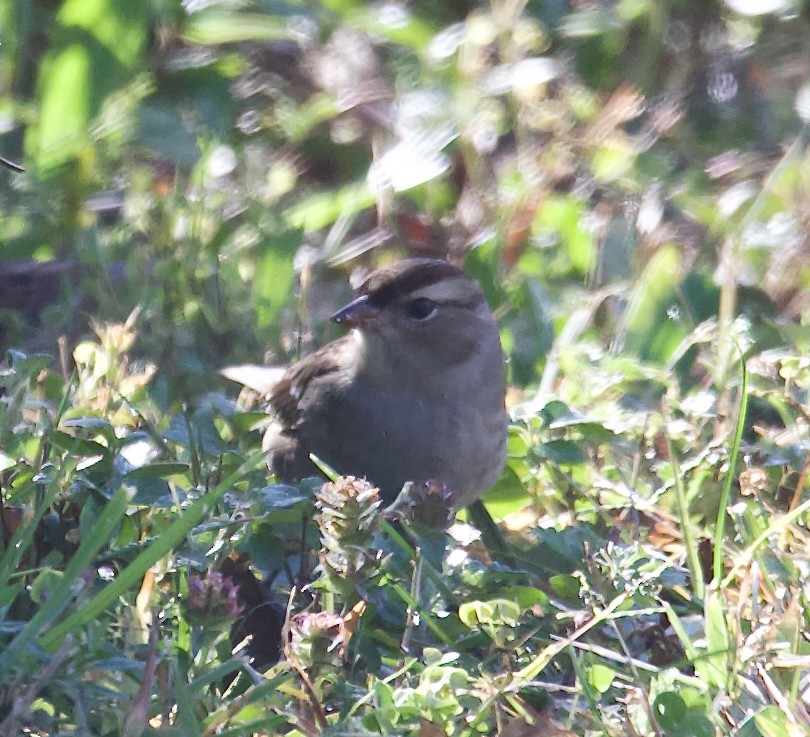 White-crowned Sparrow - ML643240288