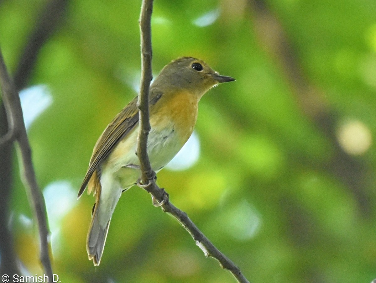 Blue-throated Flycatcher - ML643240294