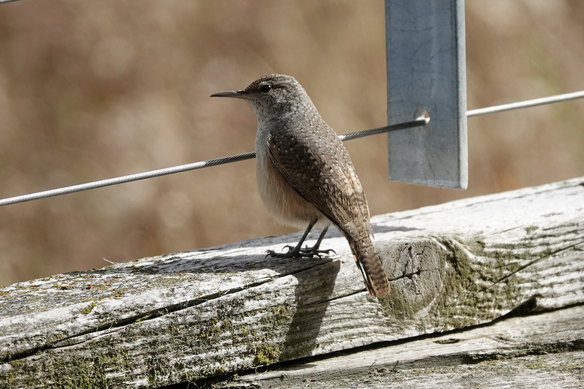 Rock Wren - ML643240295