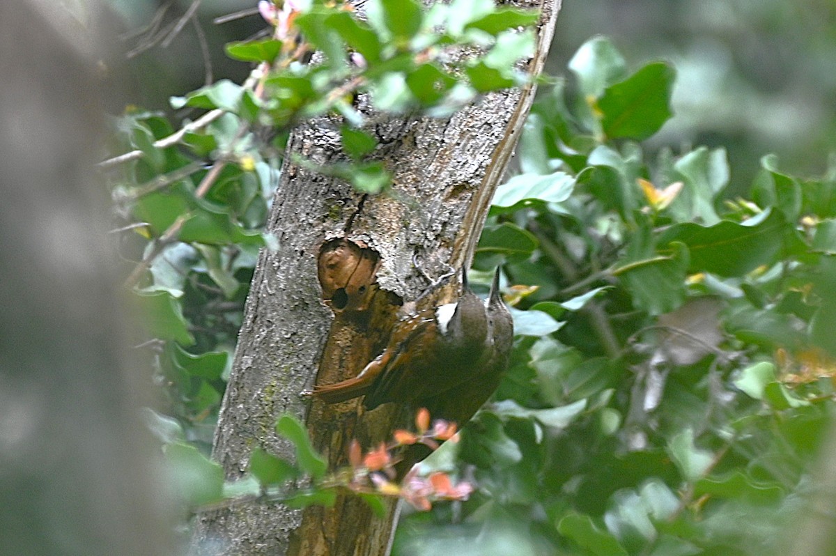 White-throated Treerunner - ML643240304