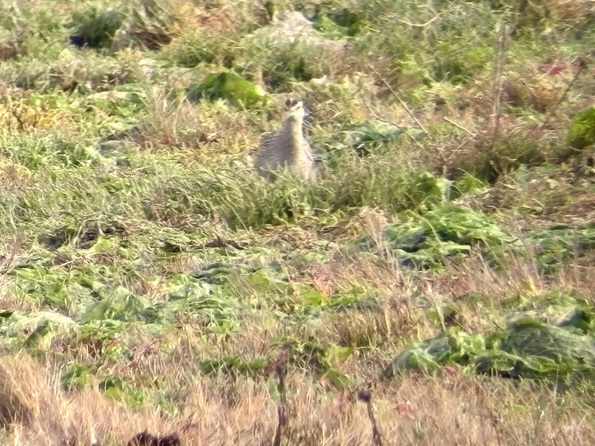 Hudsonian Whimbrel - ML643240317
