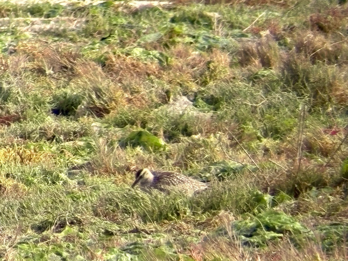 Hudsonian Whimbrel - ML643240318
