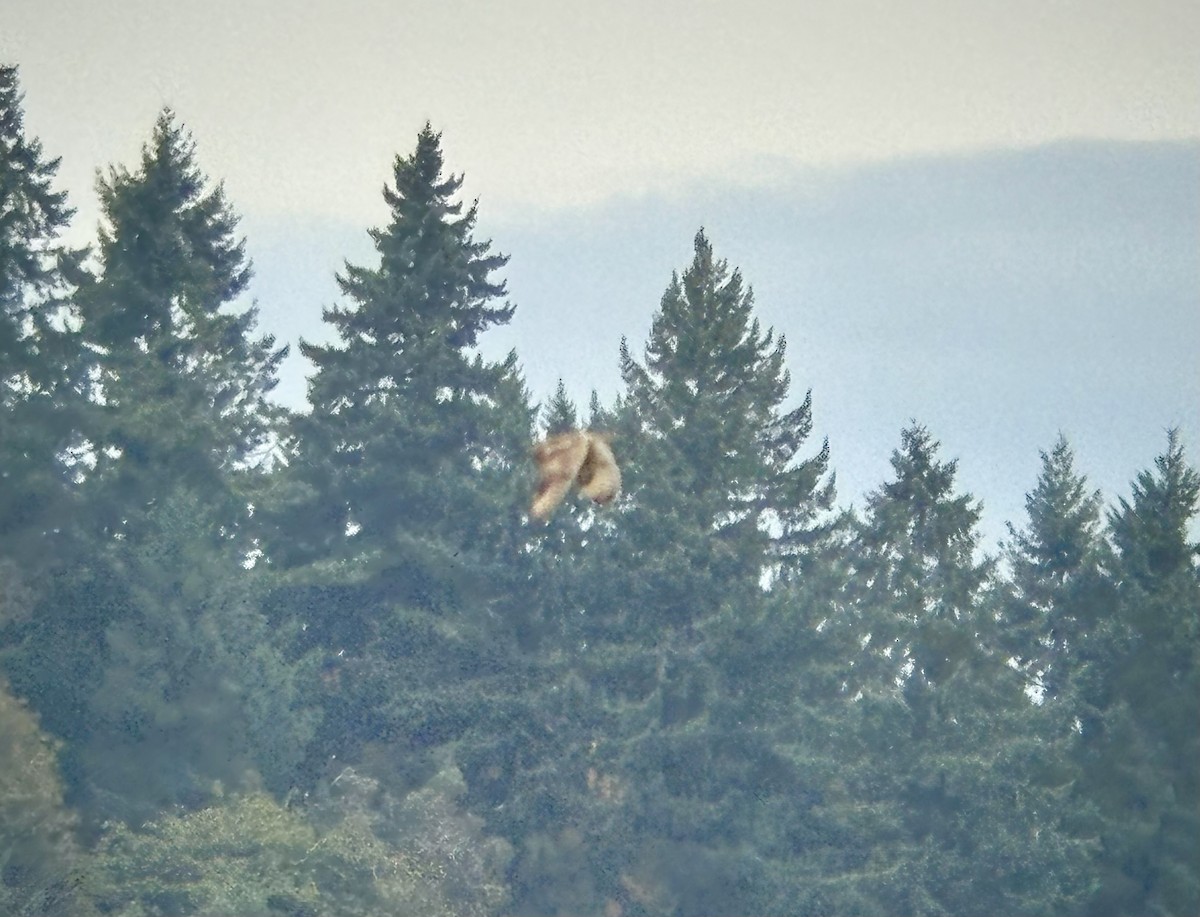 Short-eared Owl - ML643240343