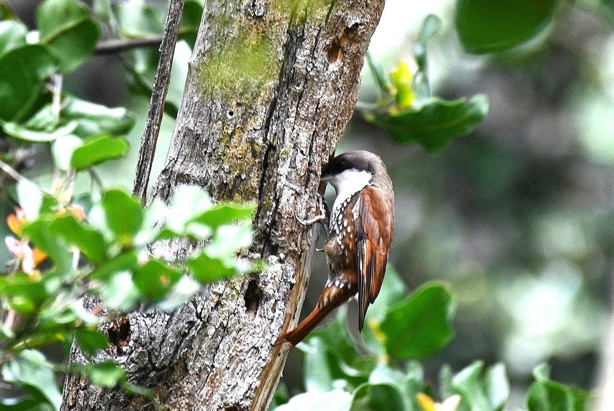 White-throated Treerunner - ML643240347