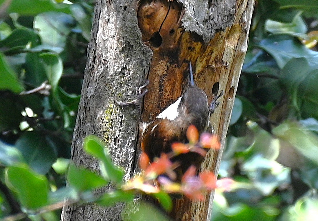 White-throated Treerunner - ML643240348