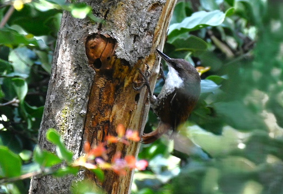 White-throated Treerunner - ML643240349