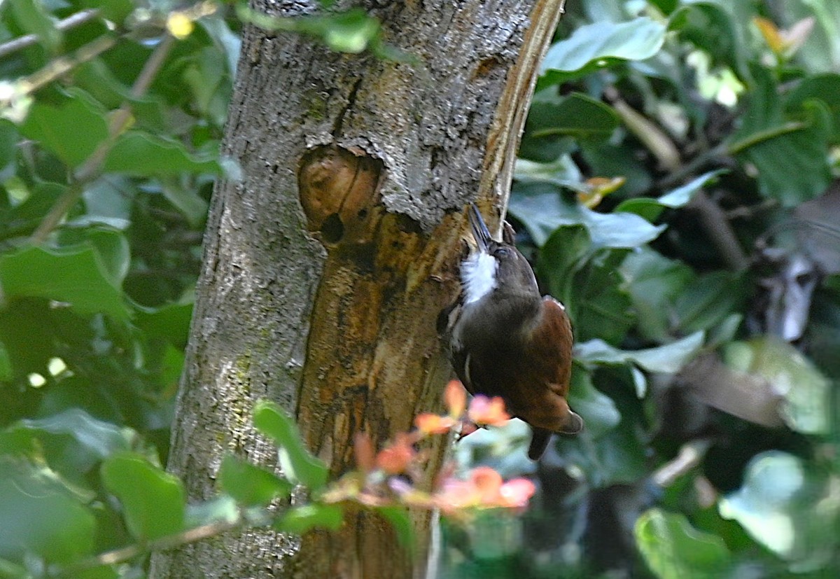 White-throated Treerunner - ML643240350