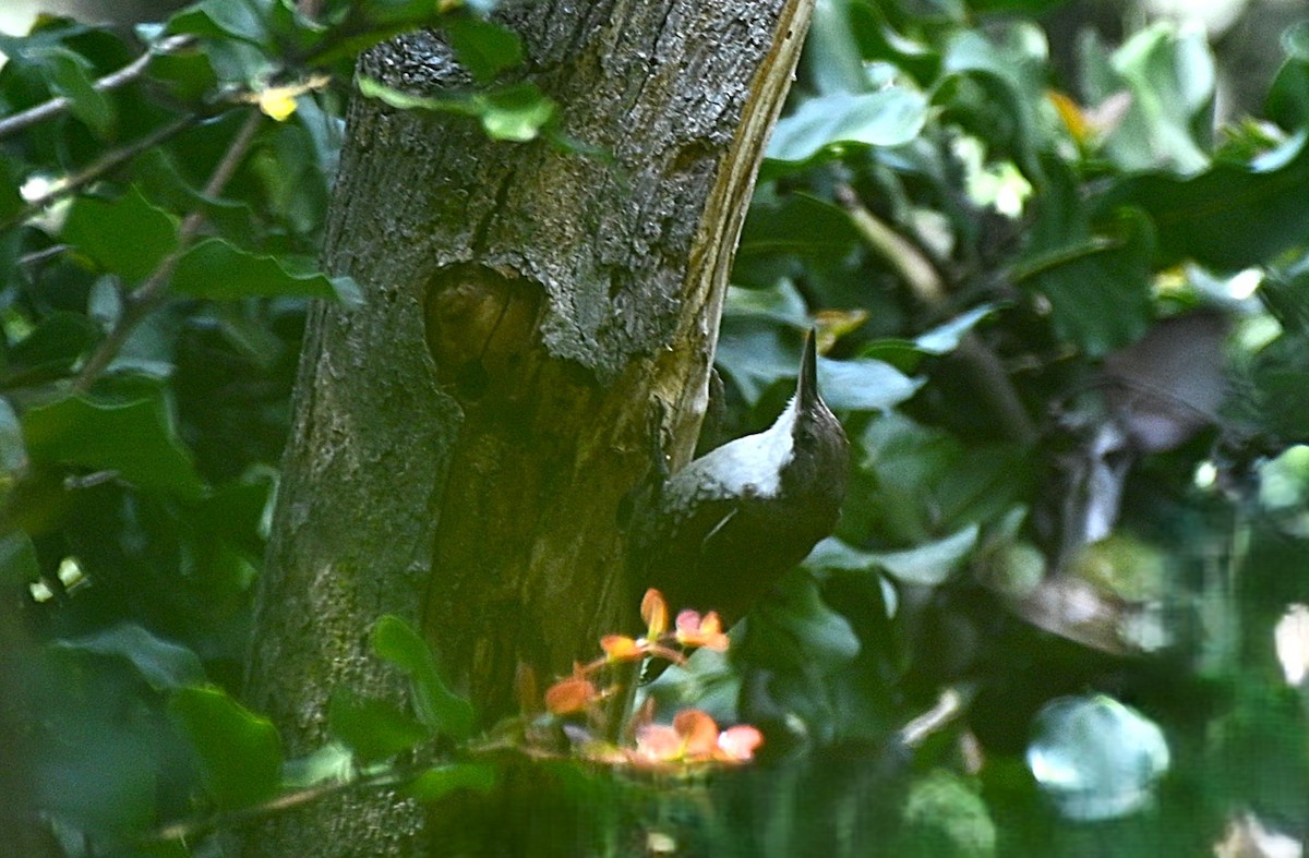 White-throated Treerunner - ML643240351