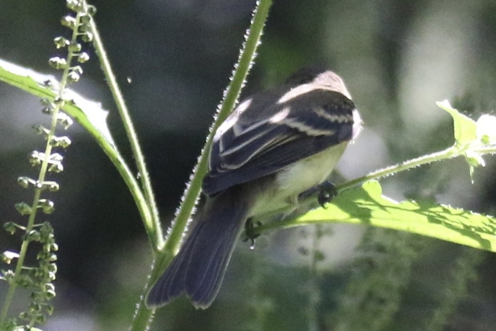 Empidonax sp. - ML643240358