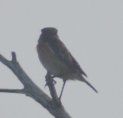 Tarabilla Europea - ML643240366