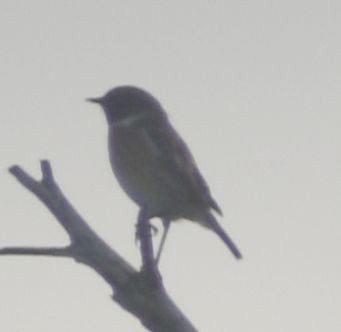 Tarabilla Europea - ML643240367