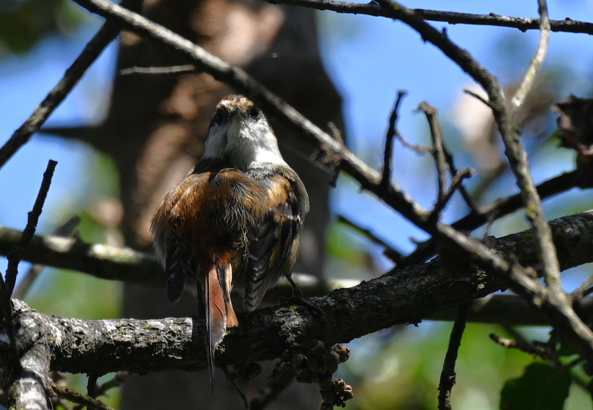 Thorn-tailed Rayadito - ML643240368