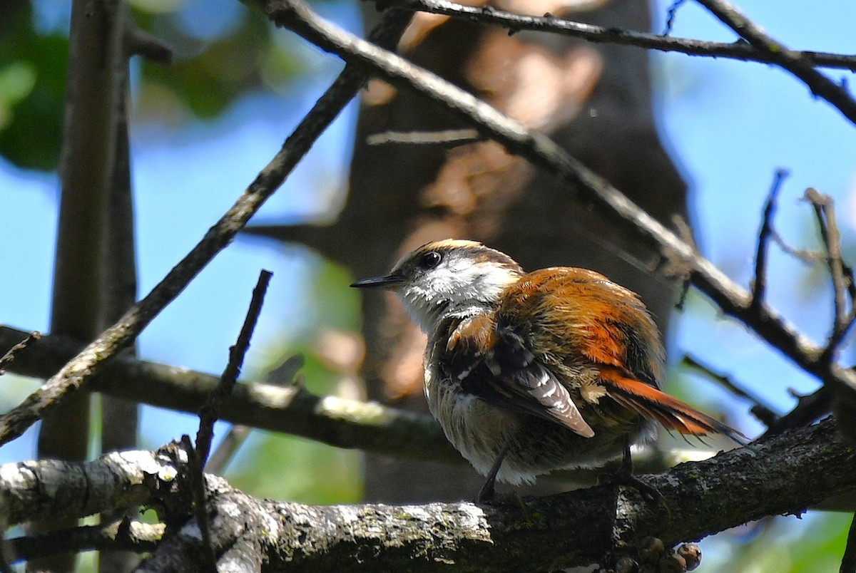 Thorn-tailed Rayadito - ML643240369
