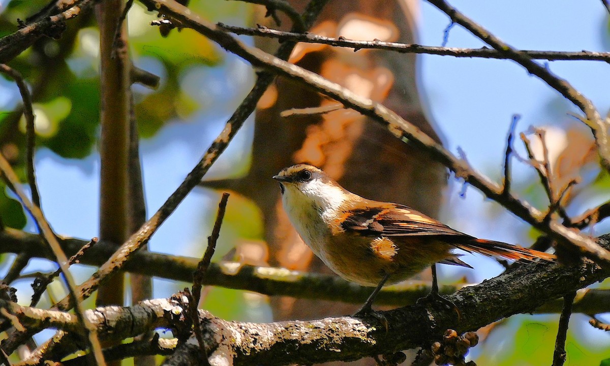 Thorn-tailed Rayadito - ML643240370