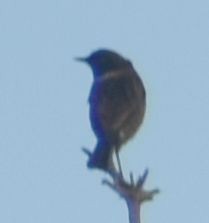Tarabilla Europea - ML643240399