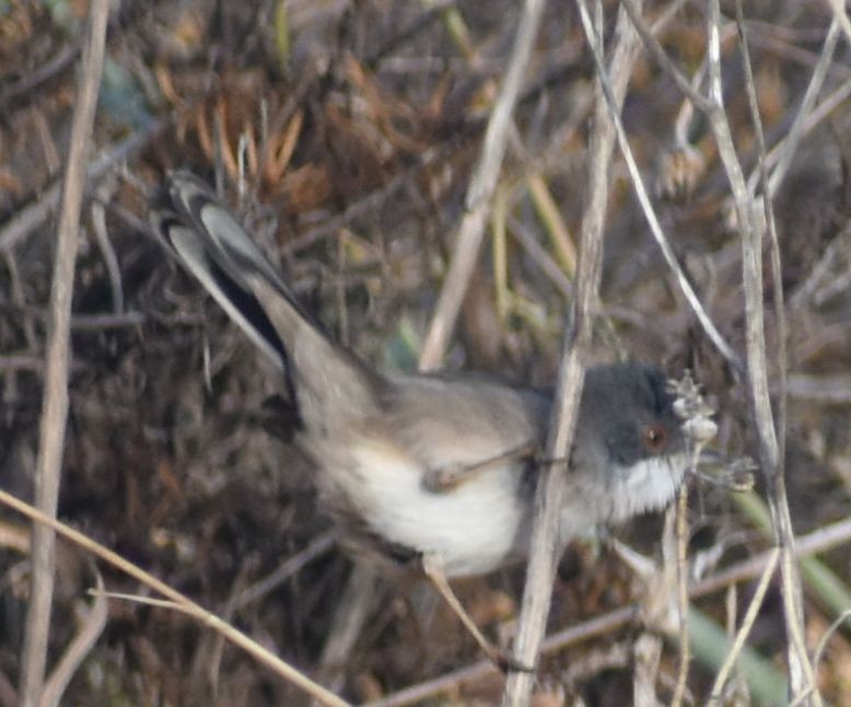 Curruca Cabecinegra - ML643240415