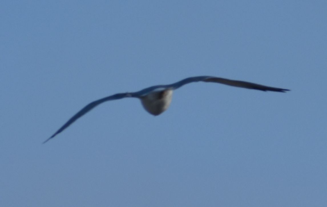 Gaviota (Larus) sp. - ML643240422