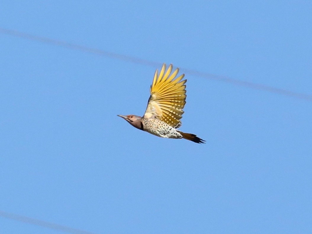 Northern Flicker (Yellow-shafted) - ML643240431