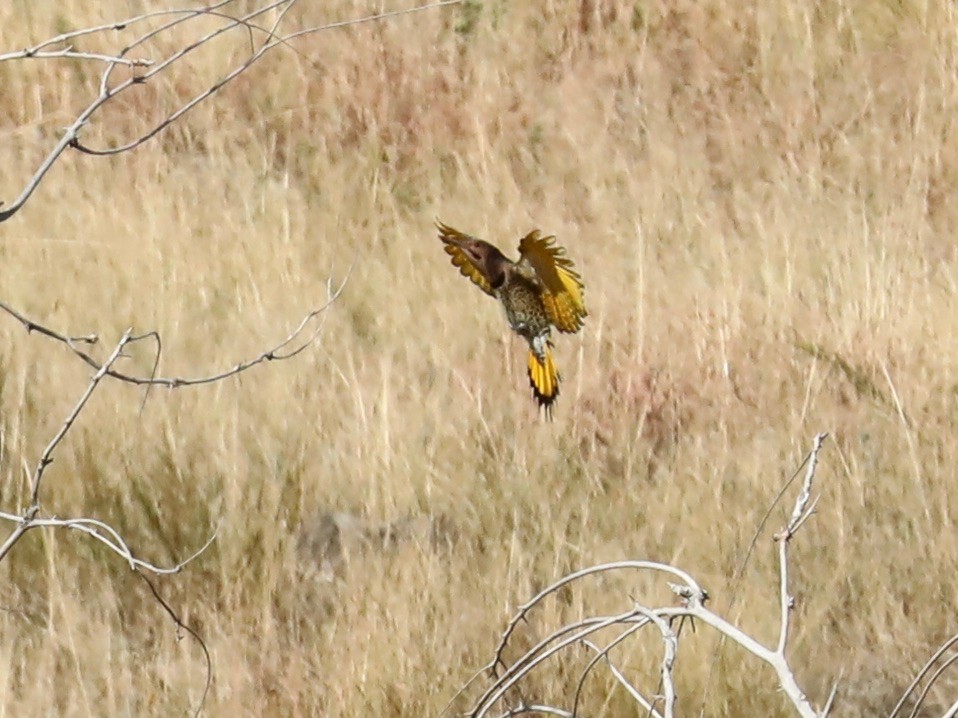 Northern Flicker (Yellow-shafted) - ML643240435