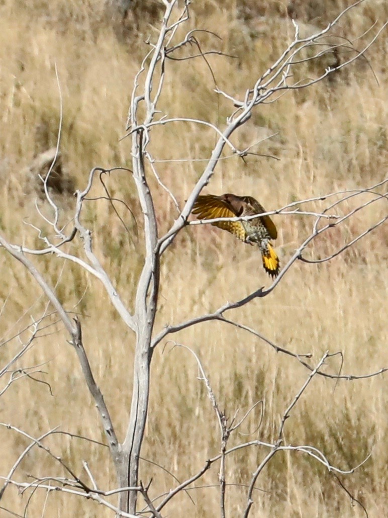 Northern Flicker (Yellow-shafted) - ML643240444