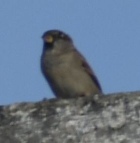 Moineau domestique - ML643240462
